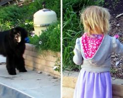 Mom Worries Why Large Dog Is Following Her Daughter, So She Takes A Closer Look