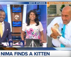 Stray Kitten Interrupts News Broadcast For A Second Chance At Life