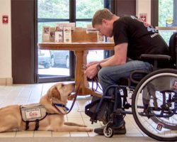 The Many Benefits of Service Dogs – Physical and Emotional