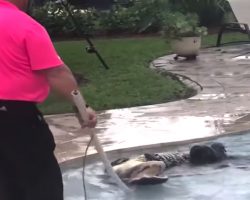 Mom Scans Backyard Before Letting The Dogs Out, Sees Alligator In The Pool