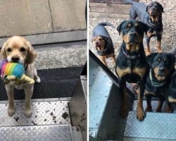 UPS Drivers Have A Facebook Group About Dogs They Meet On Their Routes, And The Pics Will Make Your Day