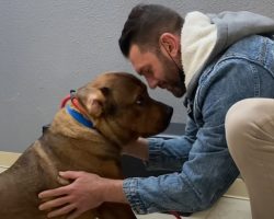 Man Promises He’s Not Going To Keep ‘Aggressive’ Foster Dog