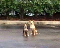 “Super Bonded” Dogs Were Tossed Out Of Car, They Waited In Same Spot For Weeks