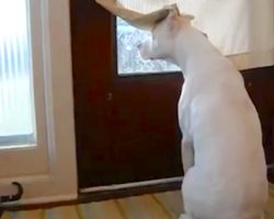 Deaf Dog Doesn’t Want To Miss Dad’s Homecoming, Takes His Spot By The Door