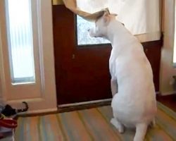 Deaf Dog Fears He’ll Miss Soldier Dad’s Homecoming If He Moves Away From Door