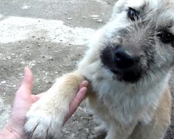 Puppy Abandoned On A Busy Road Offers His Paw Asking To Be Rescued