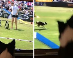 Border Collie Watches Himself Win Dog Agility Competition On TV