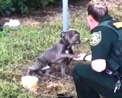 Skinny Dog Left Tied To A Pole Puts His Paw Out To Cop Who’s Saving Him