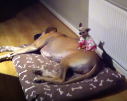The little dog kept disappearing at night, so they went on a search