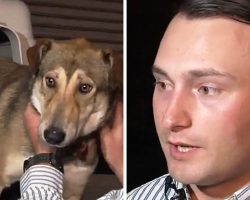 Three Dogs That A Marine Rescued In Iraq Are Waiting For Him At The Airport, But They Appear Confused
