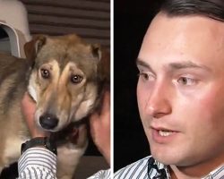 Marine Awaits 3 Dogs He Rescued In Iraq But The Dogs Looked Dazed At The Airport