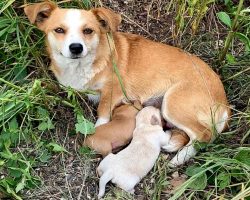 Broken-Hearted Mama Dog Waited On Roadside For Her Owners To Come Back For Her