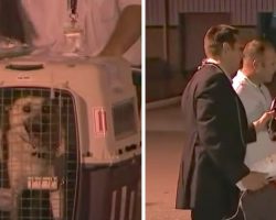 Iraqi Dog Is About To Be Reunited With The Soldier Who Saved Her On Live TV