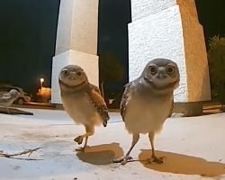 Owls Show Up On A Porch Then Realize They’re Being Watched