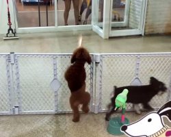 Dancing Dog Breaks Out Into “Dance Routine” When Mom Returns To Doggie Daycare