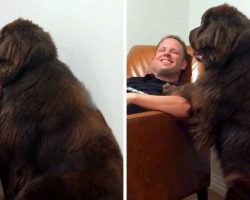 Attention-Seeking Dog Is Humiliated When Dad Ignores Him So He Plans An “Attack”