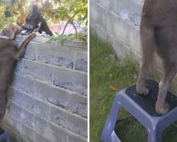 Family Gives Their Dog A Step Stool So He Could Visit His Buddies Across The Wall