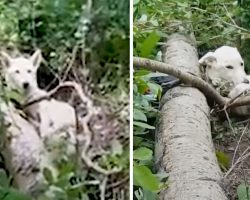 Guy On A Hike Comes Across A Dog Who Looks To Be Living In The Woods