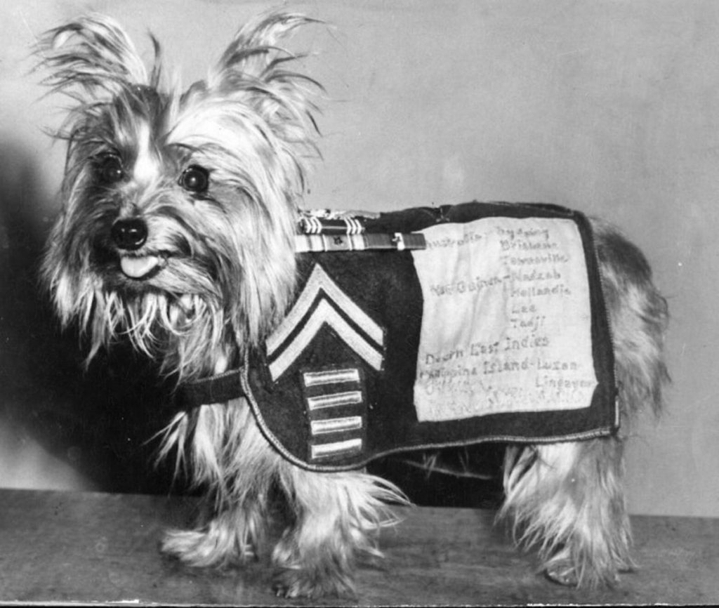 Dogs In History Smoky A Dedicated Soldier And The First Therapy Dog dogs-in-history-smoky-a-dedicated-soldier-and-the-first-therapy-dog