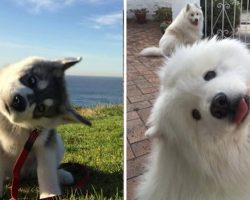10+ Photos Of  Dogs Showing Off Their Adorable ‘Head-Tilting’ Skills Win The Internet’s Heart