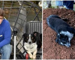 After Shocking Tragedy Leaving Dog Owner Dead, His Grieving Dog Laid By His Graveside At His Funeral
