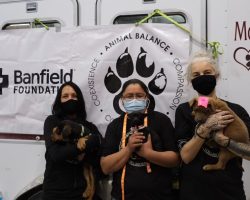 Animal Balance Crowdfunding for Free Veterinary Care in Navajo Nation
