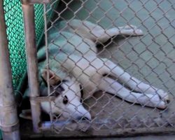 Shelter Helps Rehabilitate and Find a Foster Mom for This Traumatized Husky