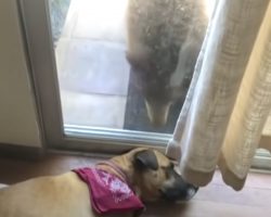 Napping Dog Wakes Up To Unannounced Guest At The Door