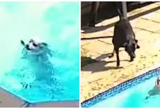 Black Lab Uses Every Ounce Of Strength Trying To Help Dog Drowning In Pool