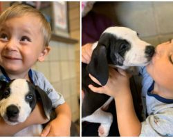 Boy Born with Cleft Lip Finds & Adopts Rescue Puppy with Same Condition