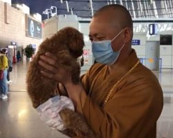 Buddhist Monk Dedicates His Life To Helping Thousands Of Stray Dogs