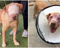 Bandages Off! Mississippi Dog Set On Fire Continues To Make Miraculous Recovery