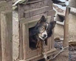 Blind Dog Chained In This Prison For 13 Years Gets A Second Chance At Life