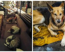 Cafe turns into a shelter for stray dogs every night after closing