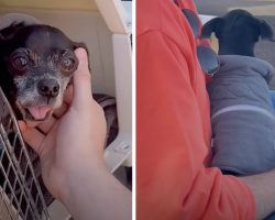 Senior Chihuahua Thanks The Pilot Who Flew Him From Overcrowded Shelter & Saved His Life