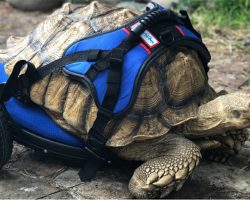 Disabled 70-Pound Tortoise Can Move Comfortably Again Thanks To His Very Own Wheelchair