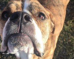 Family Has To Give Up Their Dog, And The Kid Writes A Letter For The Shelter