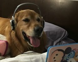This Dog with Headphones Watching a Dog Video is Melting Internet’s Heart