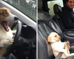 10+ Adorable Pics Of Dogs That Love As Well As Hate Car Rides More Than Anything