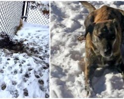 Dog Escapes Yard During Blizzard, Falls Into Lake & Walks 5 Miles Before Going Home