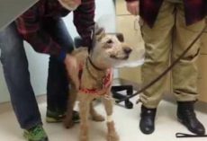 Dog Sees His Family Again After Getting Eye Surgery