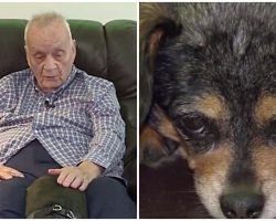 Dog Finds 92-Year-Old Blind Neighbor On The Ground, Immediately Alerts Her Owner