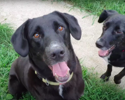 Dog Spent All Her Life in A Filthy Garage, Finally Rescued