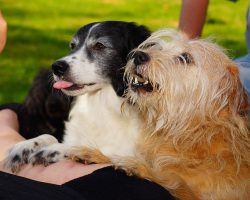 Healthy Dog Treats for Your Sweet-toothed Canine