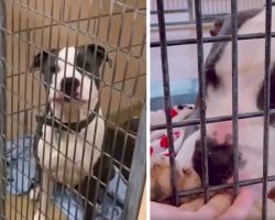 Dog’s Shelter Pal Gets Adopted Leaving Him Alone, So Worker Makes Him A Promise