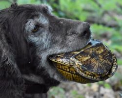Specially Trained Hunting Dogs Sniff Out Rare Turtles… Not To Eat But To Save