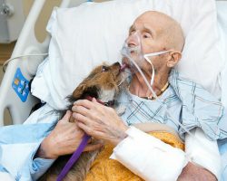 Dying Veteran in Hospice Had One Final Request: To See His Pup One Last Time