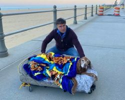 Family Builds Mobile Bed for 16-Year-Old Dog So She Can Visit Her Favorite Beach
