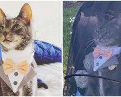 Cat Dresses Up In Fancy Suit To Serve As Ring Bearer At His Mom’s Wedding