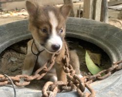 Evil Owner Chains Tiny Puppy Outside As Punishment For Biting One Of The Chickens